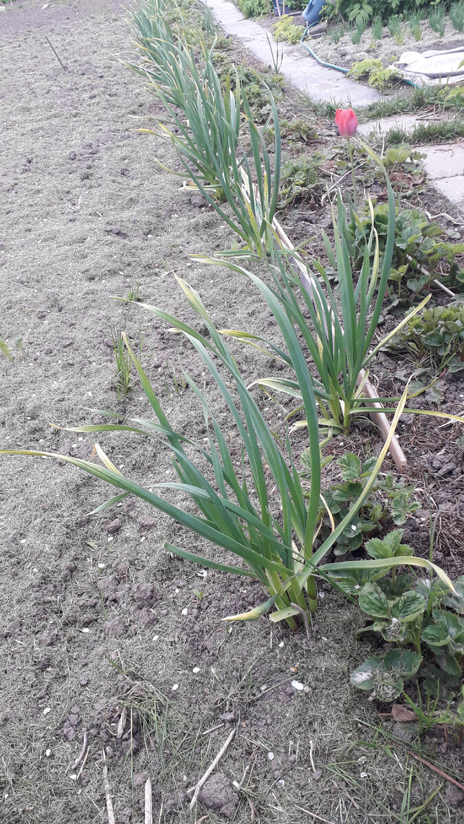 Пожелтевший чеснок, не обработанный аммиачной селитрой