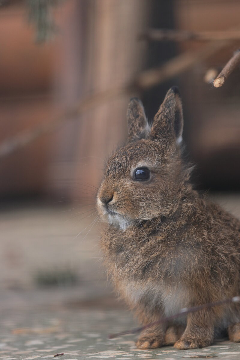 Заяц Ленинградской области. Заяц в зоопарке. Круглый заяц. Зайка в зоопарке. Зайцы в зоопарке