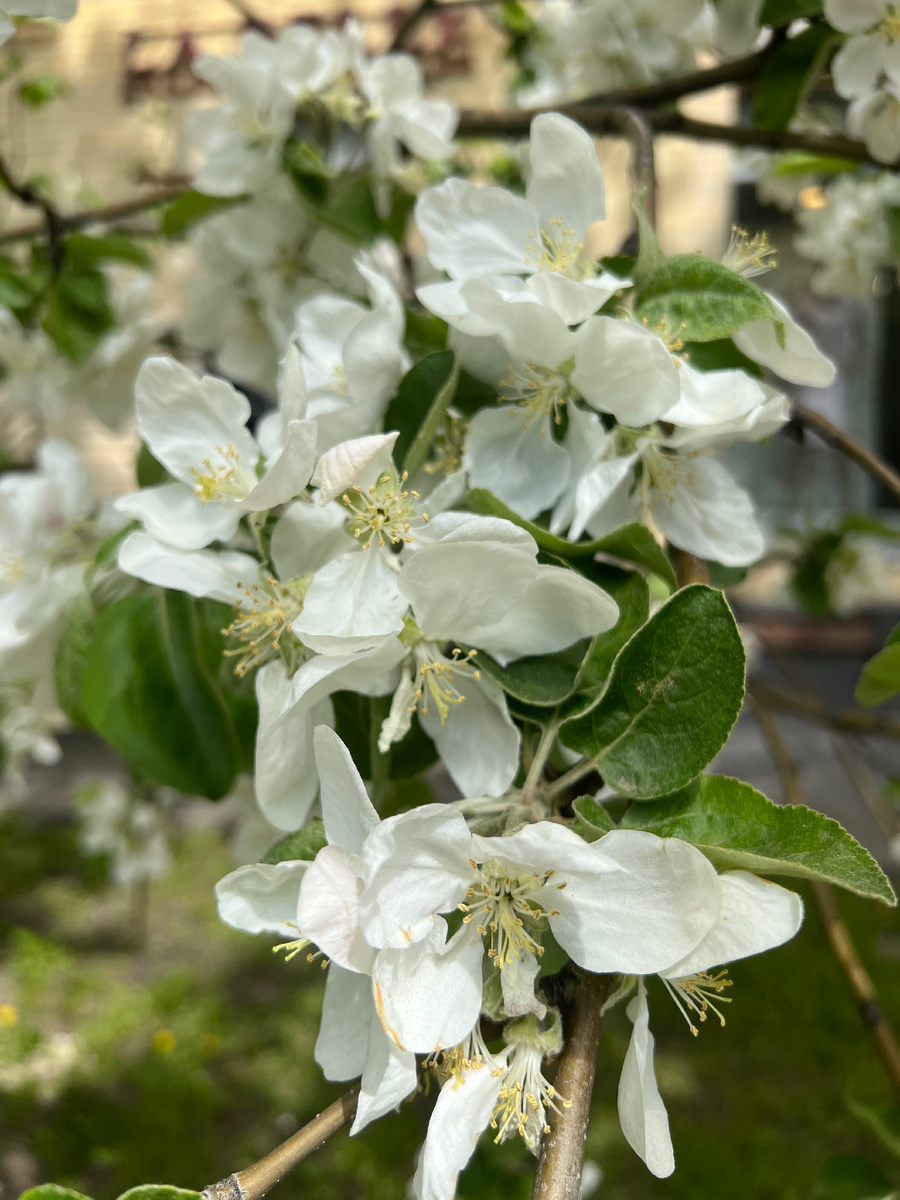 "Один раз в год сады цветут.." ©