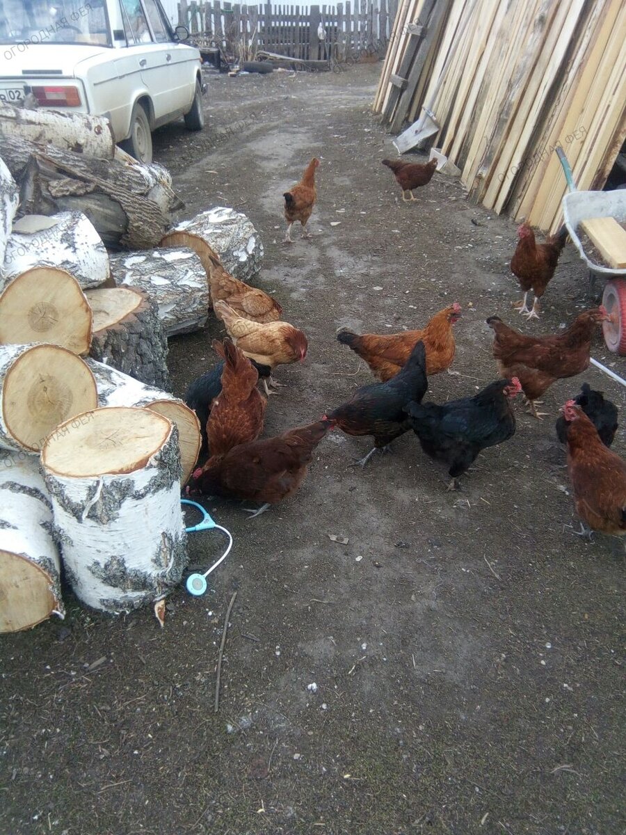 Мои курочки