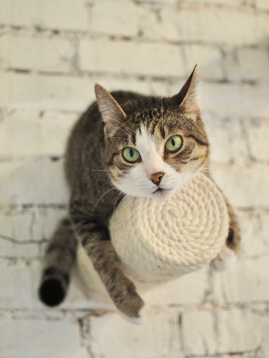 Стрельна - главная обезьянка Котобюро