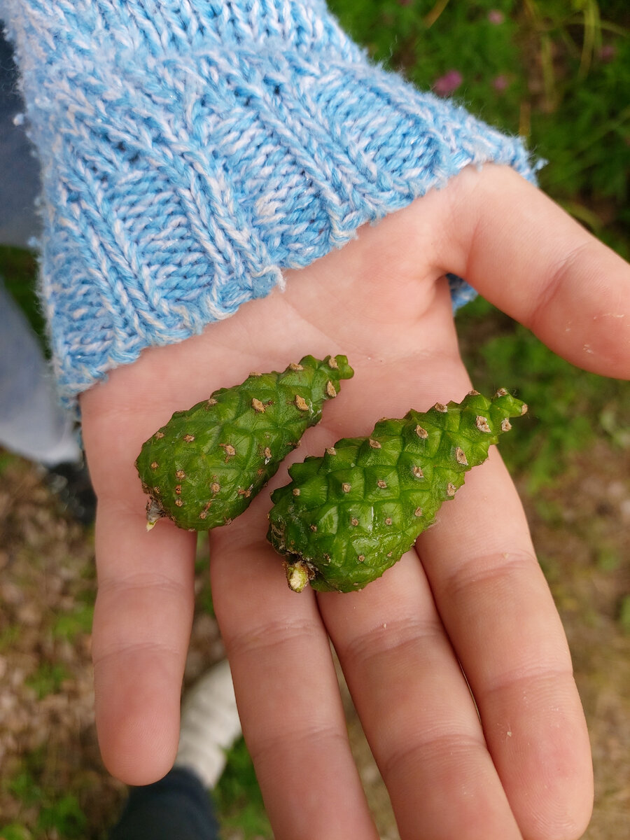 Нашли много красивых шишек 