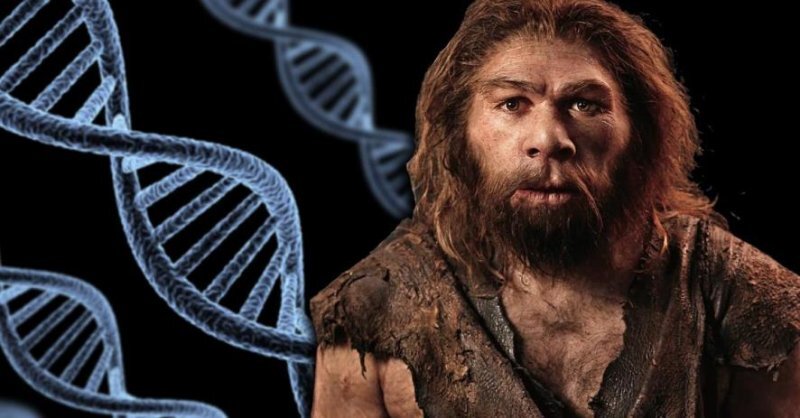 Неандерталец