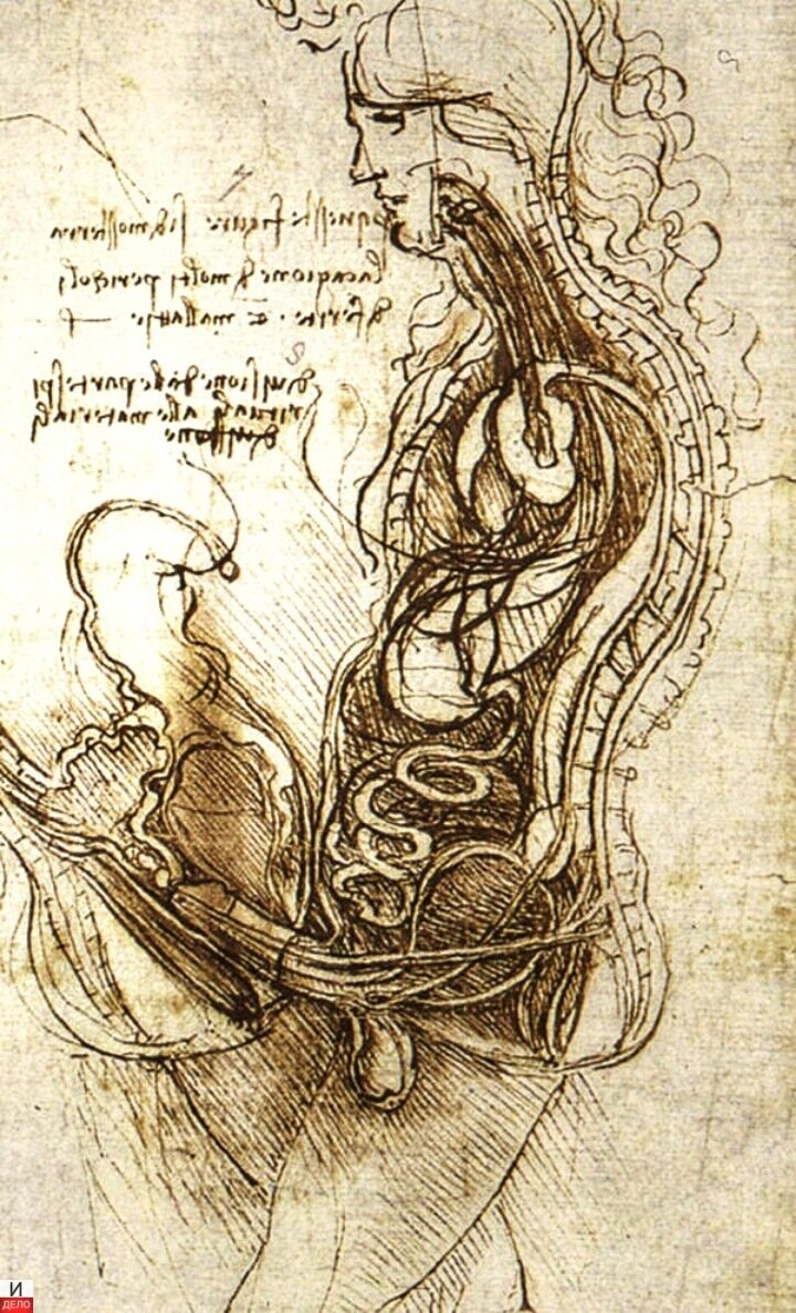 Коитус на рисунке Леонардо да Винчи (фото: общественное достояние)