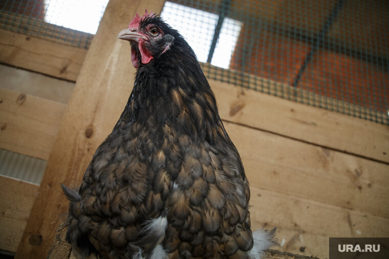    По словам Юшина, проблем от разведения кур на личных подсобных хозяйствах очень много