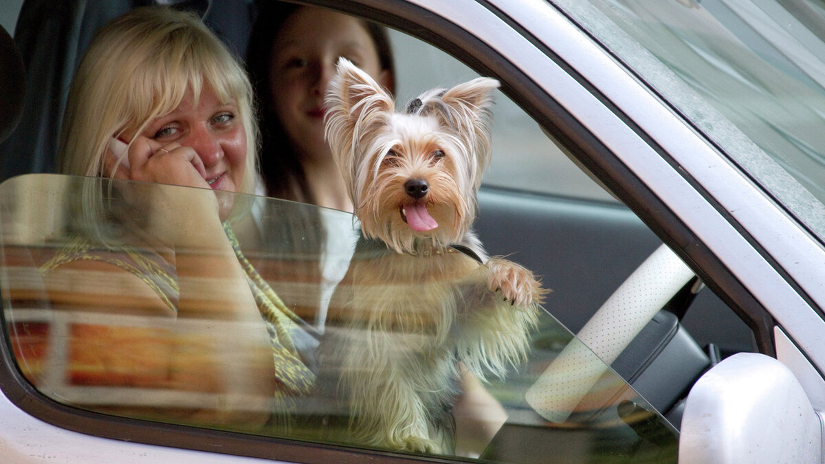    Женщина за рулем© РИА Новости . Виталий Белоусов