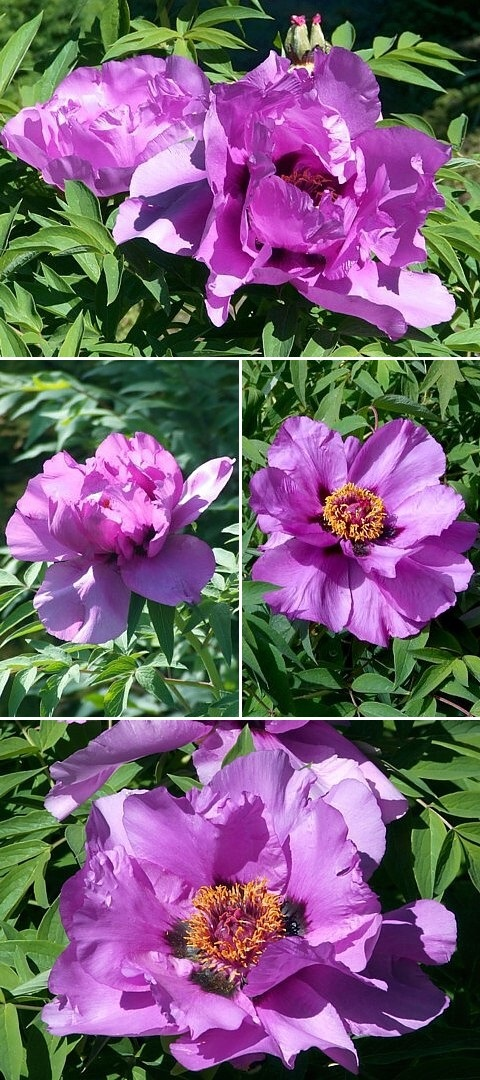 Лавандовый ( Рохлины , 2017 год ).