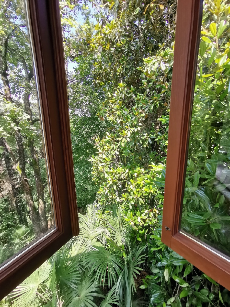 Вид из окна на зелень