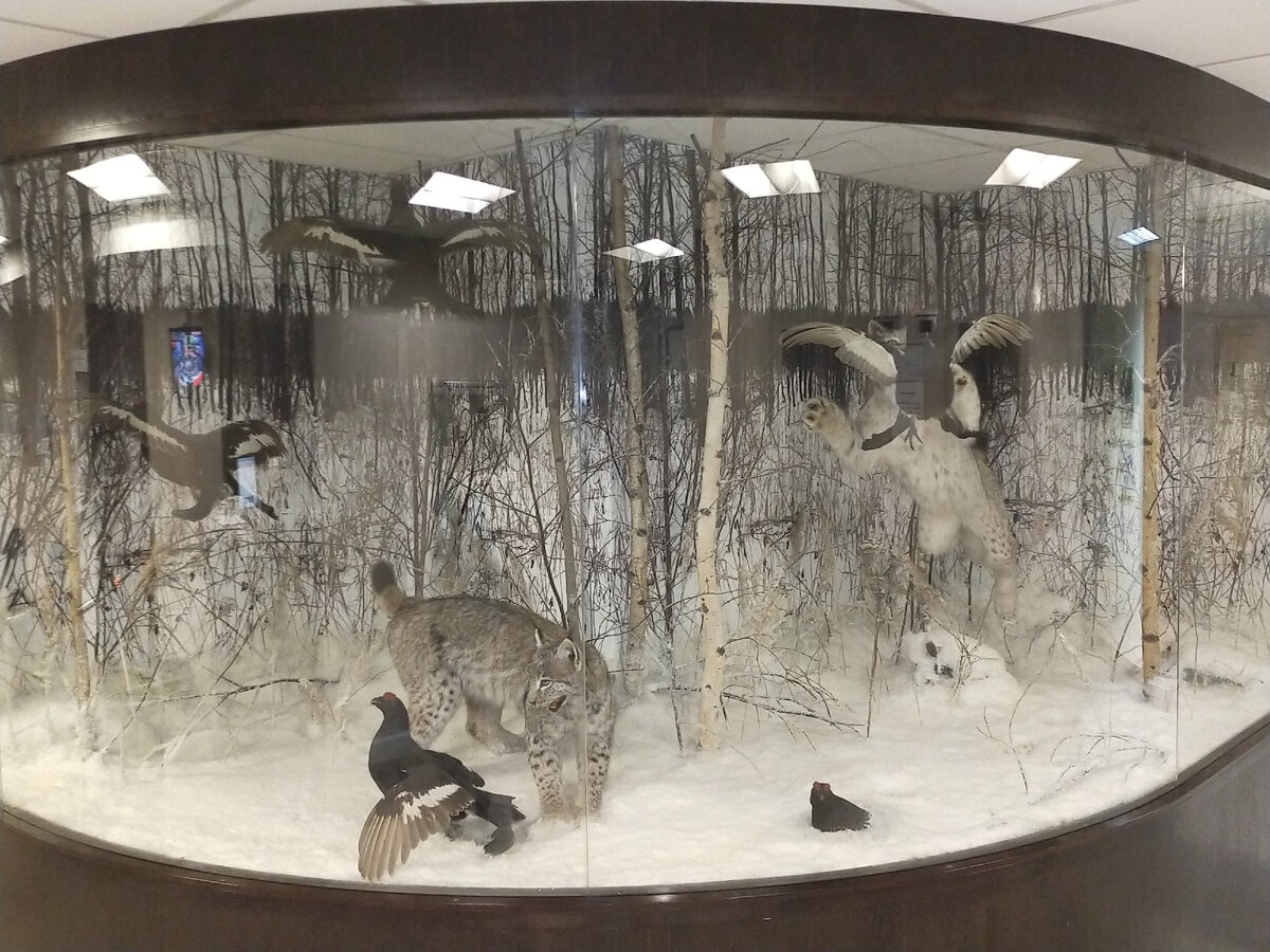 Витрины в холлах 1 и 2 этажей 