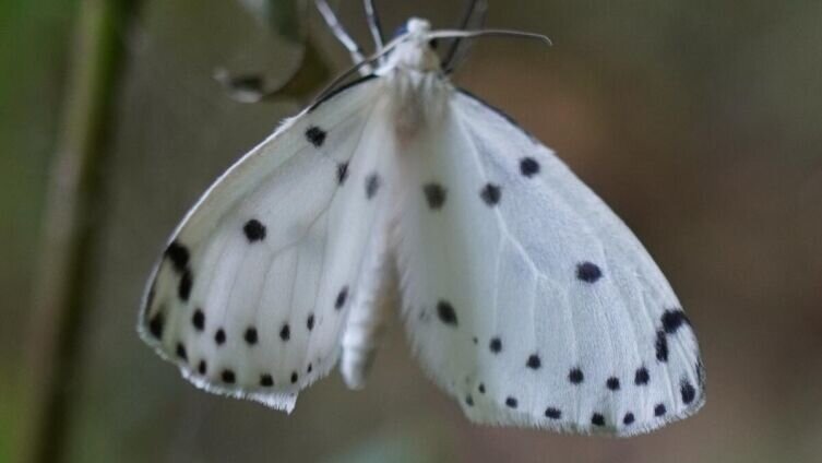    Сиреневая пяденица Фото: bsmouse, по лицензии CC BY-SA 4.0