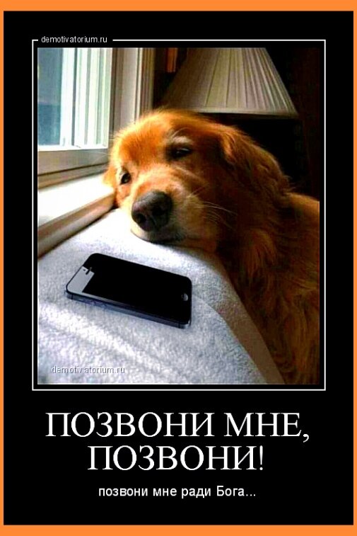 - Да не мне звони, двуногий! Хозяйке моей звони!...