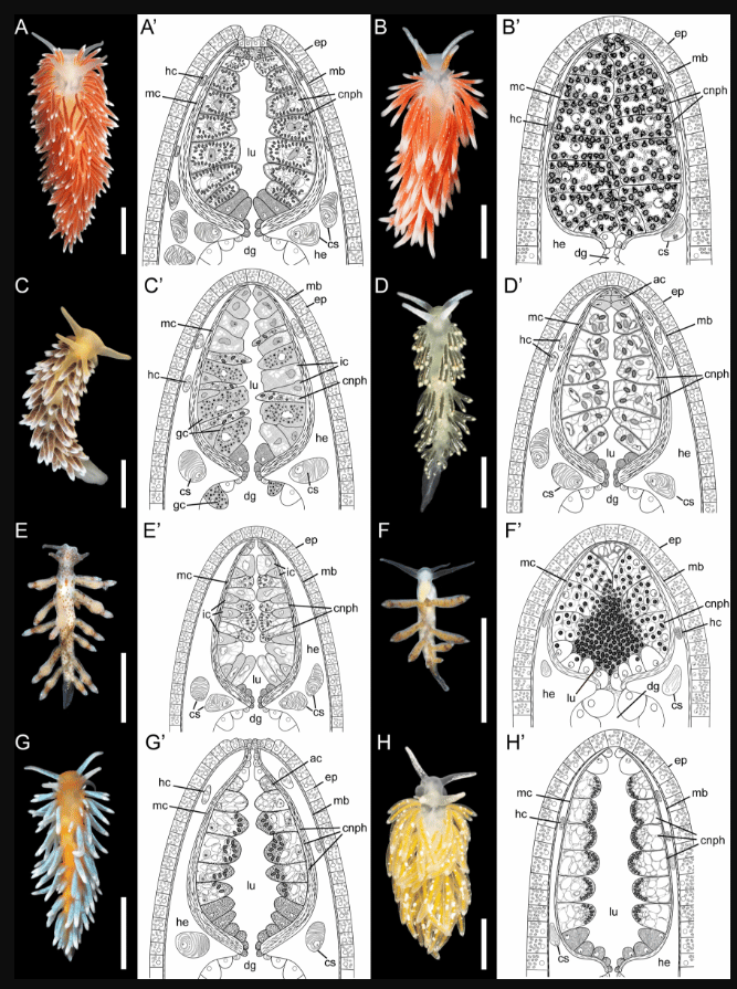    Исследованные моллюски и строение их книдосаков / © Ekimova et al.