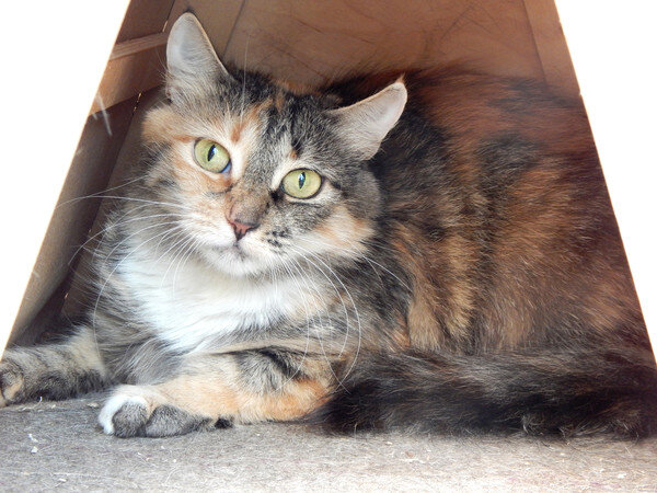 Бонита попала в Кожуховский приют в июле 2022 г.  