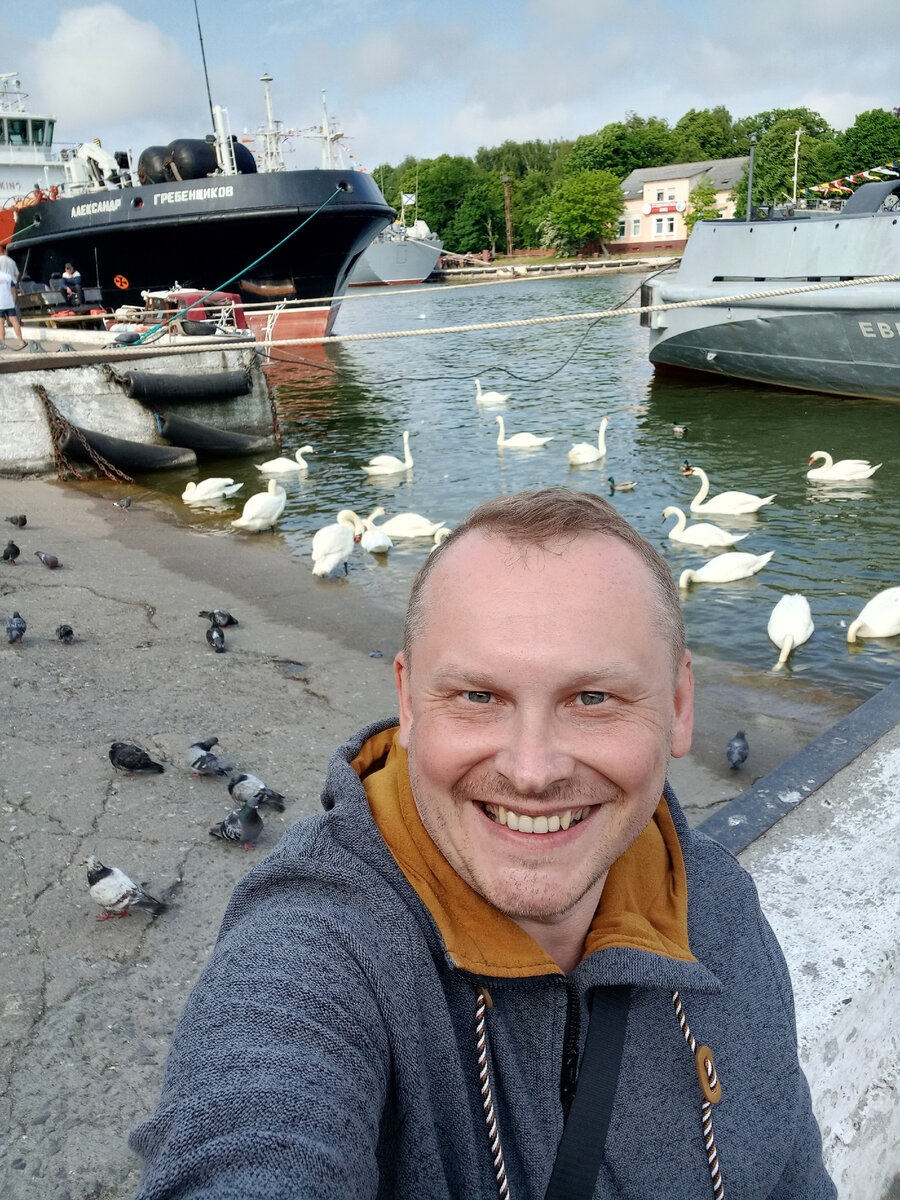 Белые лебеди в порту Балтийска.