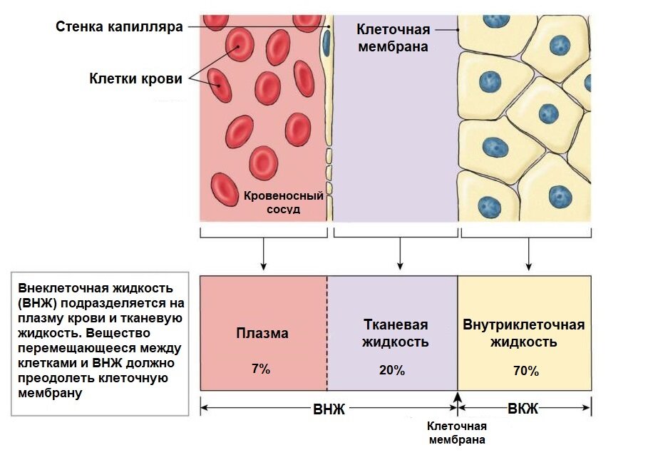 Калий натрий плазмы. Внеклеточный Матрикс соединительной ткани. Калия натрия гидроцитрат. Калий натрий гидрогенцитрат. Инсулин и натрий.