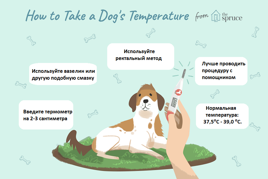 Высокая температура часто является одним из первых признаков заболевания, поэтому любому владельцу важно уметь правильно измерять температуру у своего питомца. Но как это сделать?