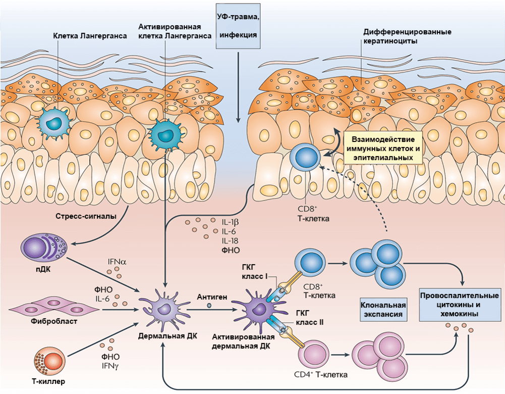 Строение эпидермиса с клетками Лангерганса. Псориаз иммунология схема. Клетки Лангерганса это иммунология. Фолликулярные дендритные клетки иммунология.