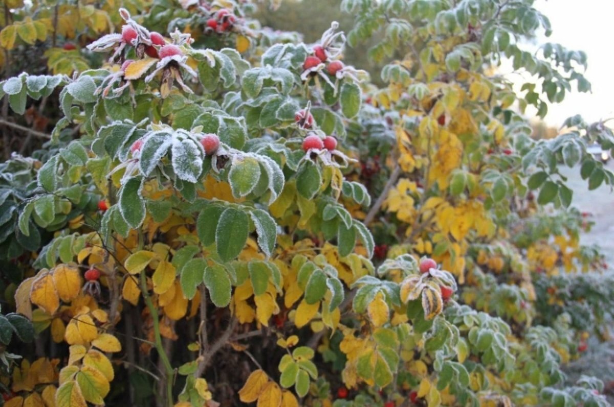    В Новосибирской области прогнозируют вторую волну заморозков с 13 сентября