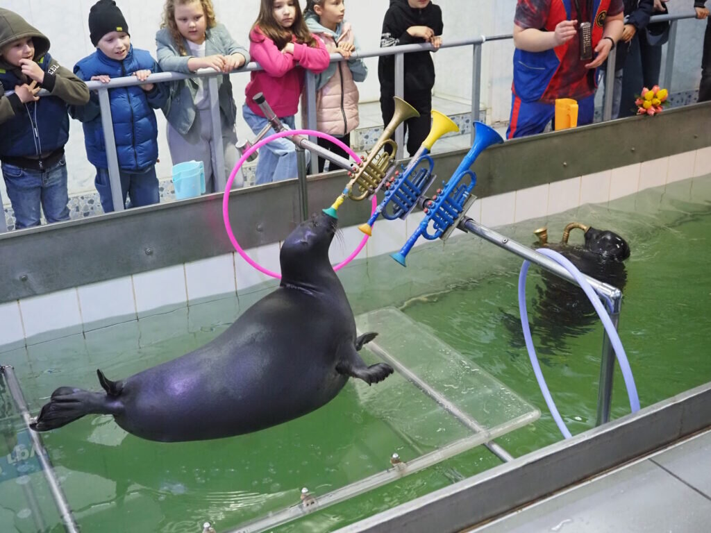 Байкальские нерпы в нерпинарии