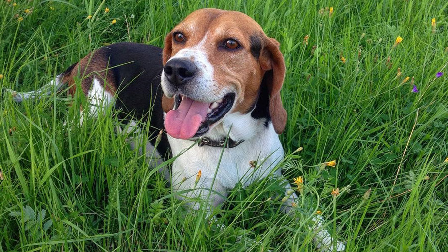 из свободного доступа