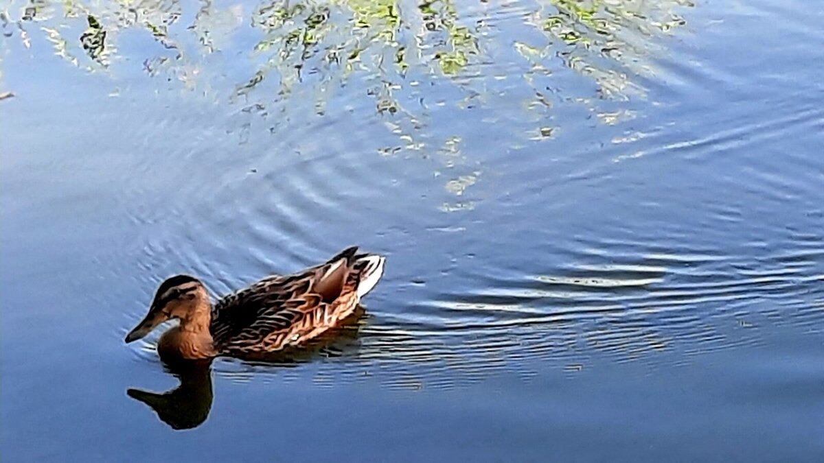 Авторское фото  Это фото  снято  на  телефон