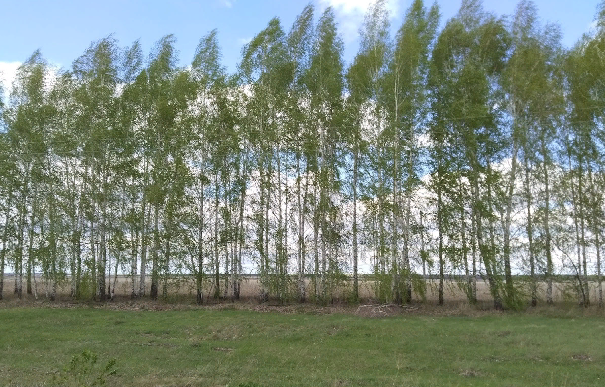 Берёзовая роща (фото автора)