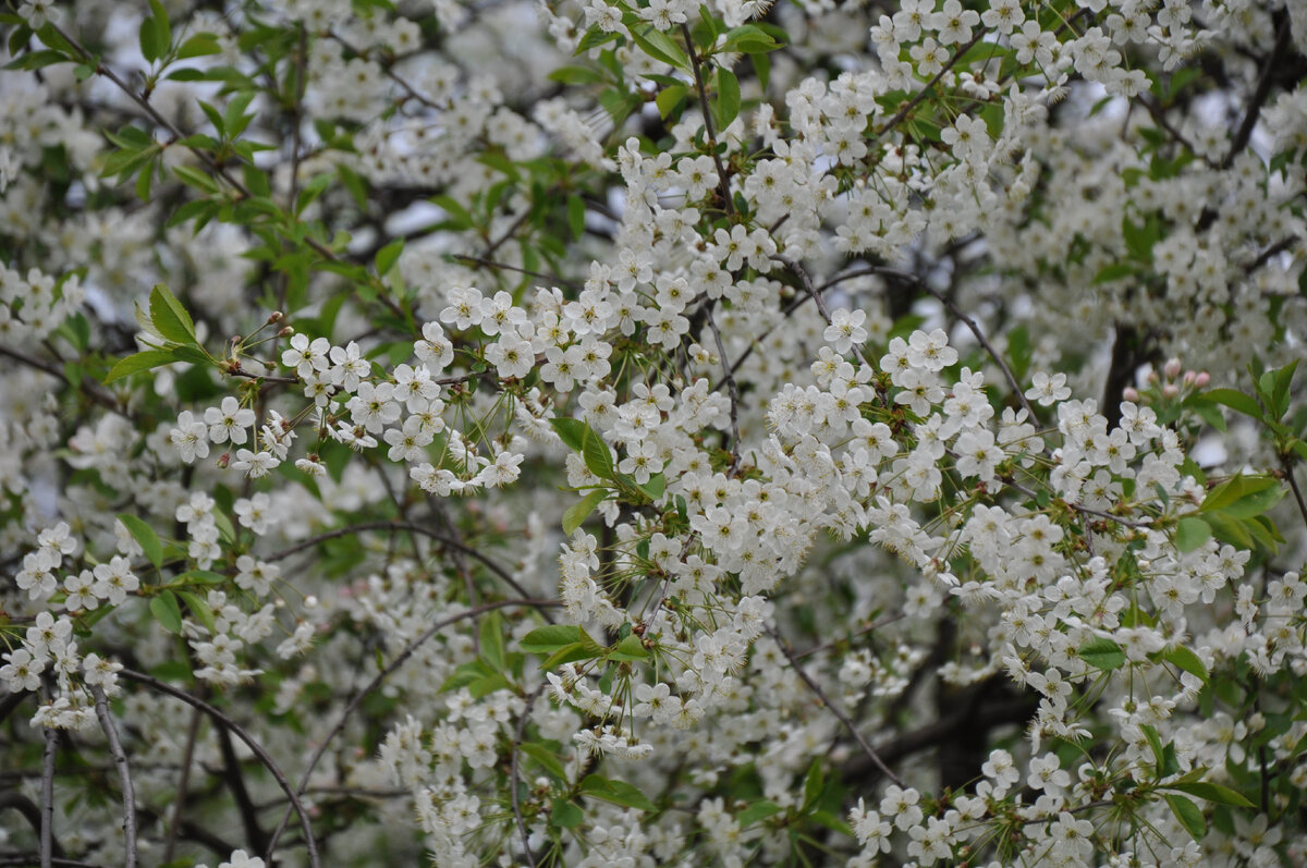 Цветущая вишня в Коломенском. Ради этого стоило приехать на неделю раньше