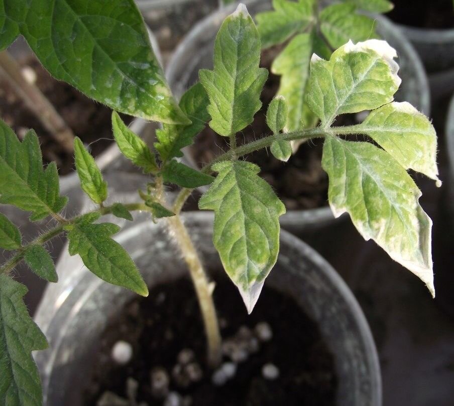 листья, обожжённые солнцем 