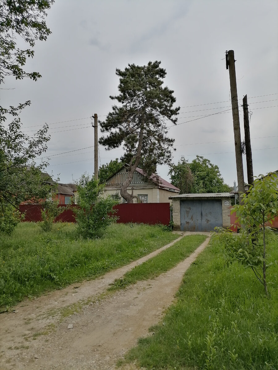 Необычное дерево на улице Лузана.