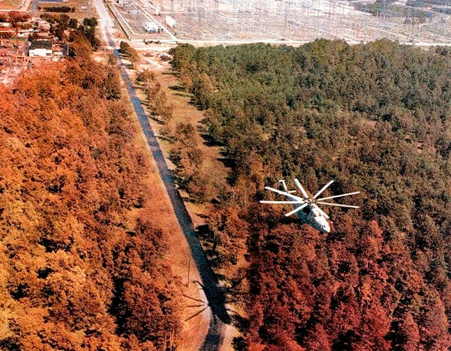 Лес 1986. Чернобыльская АЭС рыжий лес. Рыжий лес Припять. Рыжий лес Припять 1986. Рыжий лес в Чернобыле.