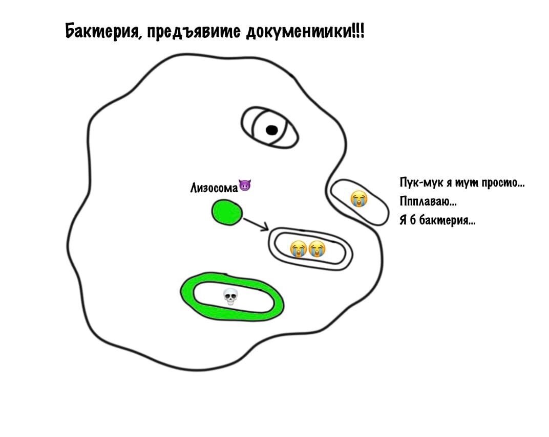Жалко бактерию...