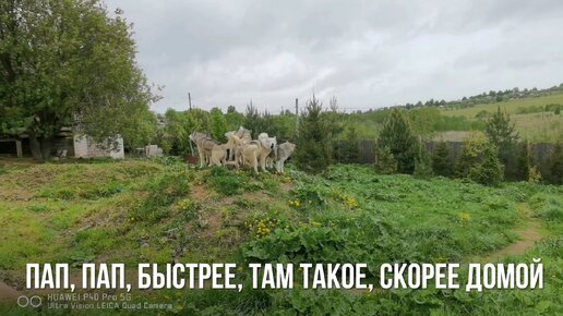 Папа, папа, быстрее домой, там Зохан согрешил с Олси, караул - стая хаски предупредила меня о непоправимом.