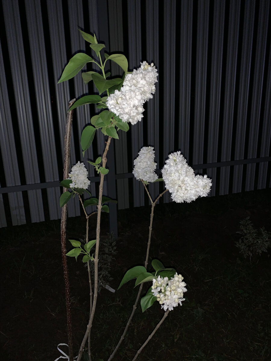 сирень трехлетка