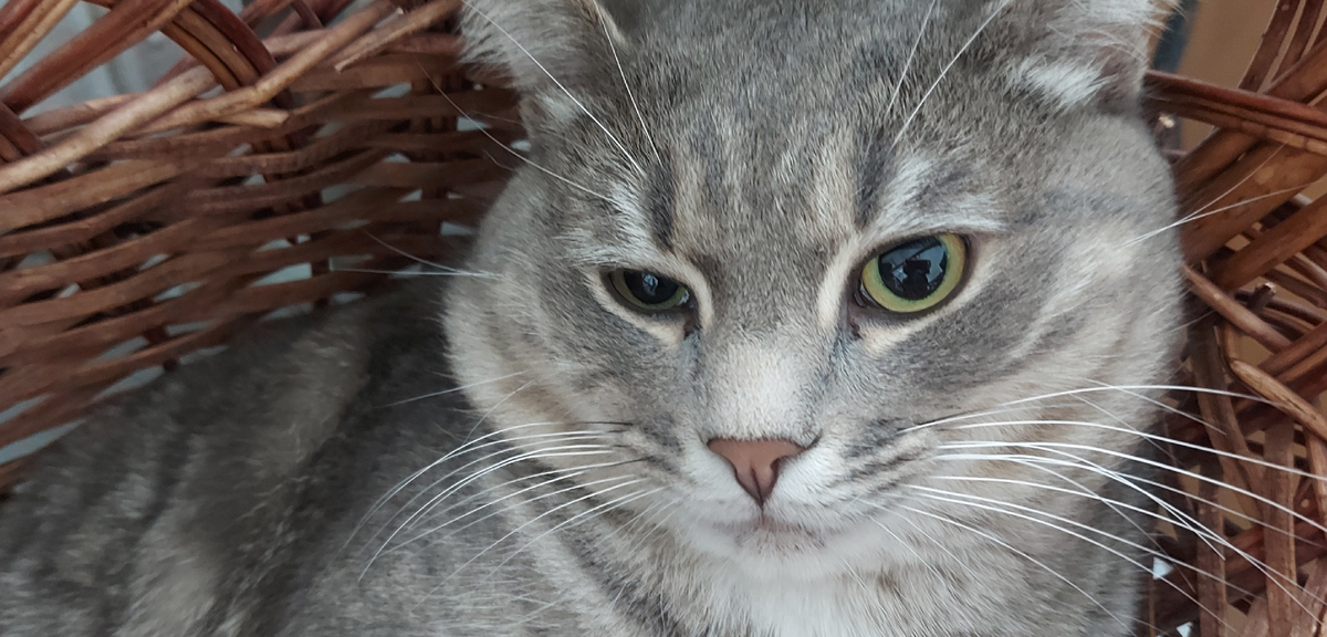 Немного прибалдевший котей. Фото автора еще в клинике