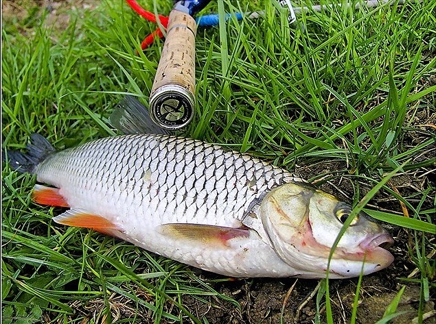 У  крутых берегов, где достаточно большая глубина. Течение приносит сюда  много пищи, поэтому мелкие особи будут попадаться регулярно. Здесь также  плавает много мальков, поэтому есть хороший шанс поймать довольно  крупного язя.