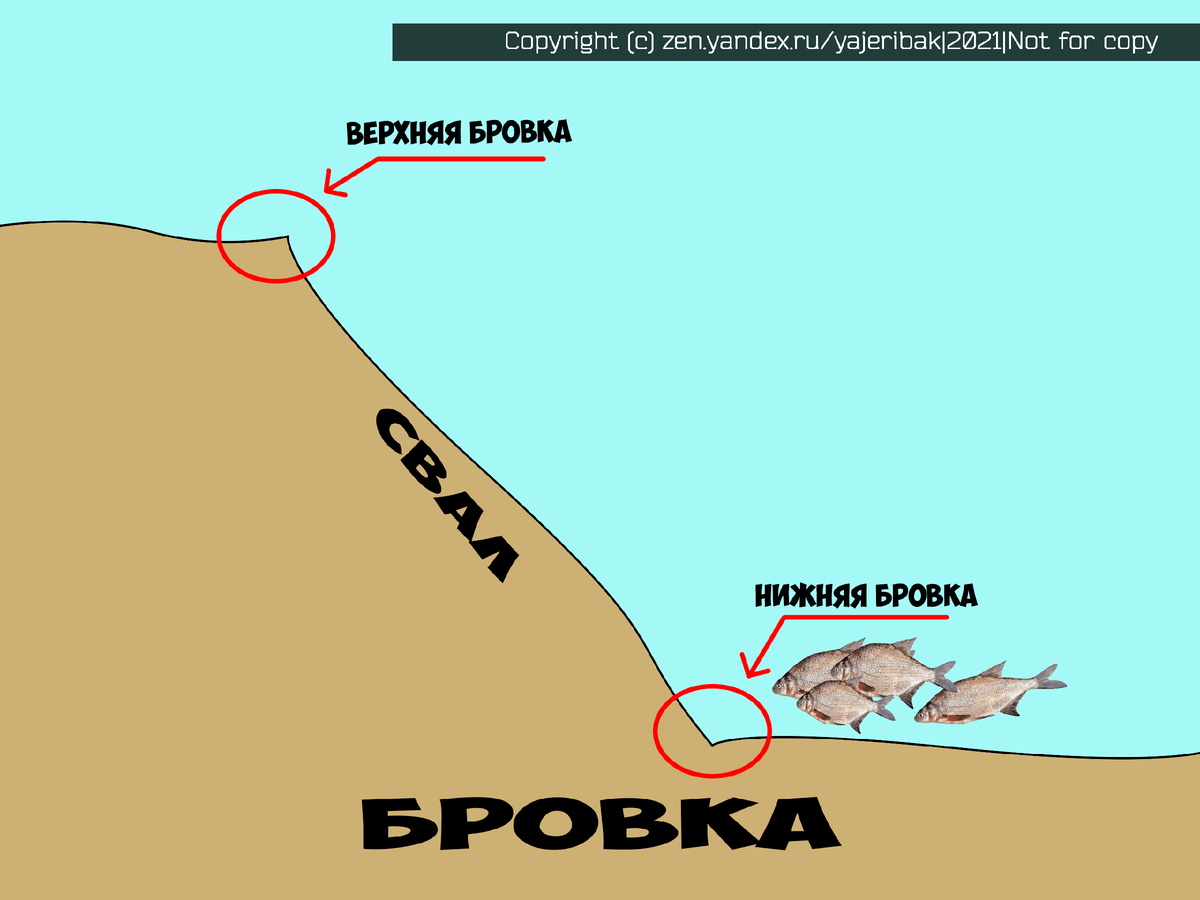 Вот так выглядят бровки.