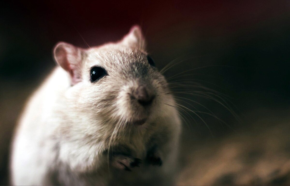 Источник: pixbay. Обработана мною