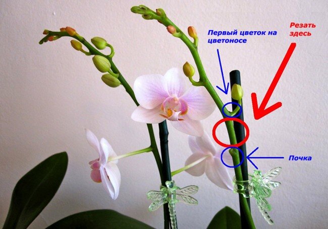 Орхидея отцвела,что делать дальше?