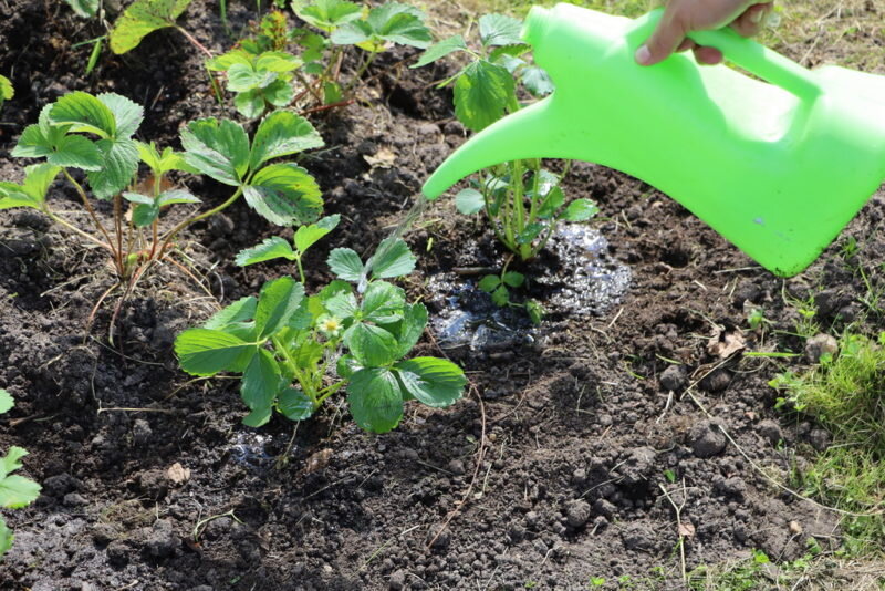 Клубника. Иллюстрация для статьи используется по стандартной лицензии ©ofazende.com