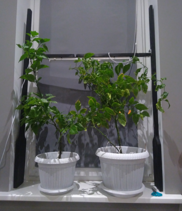 7 pot и Скорпион пич (слева)