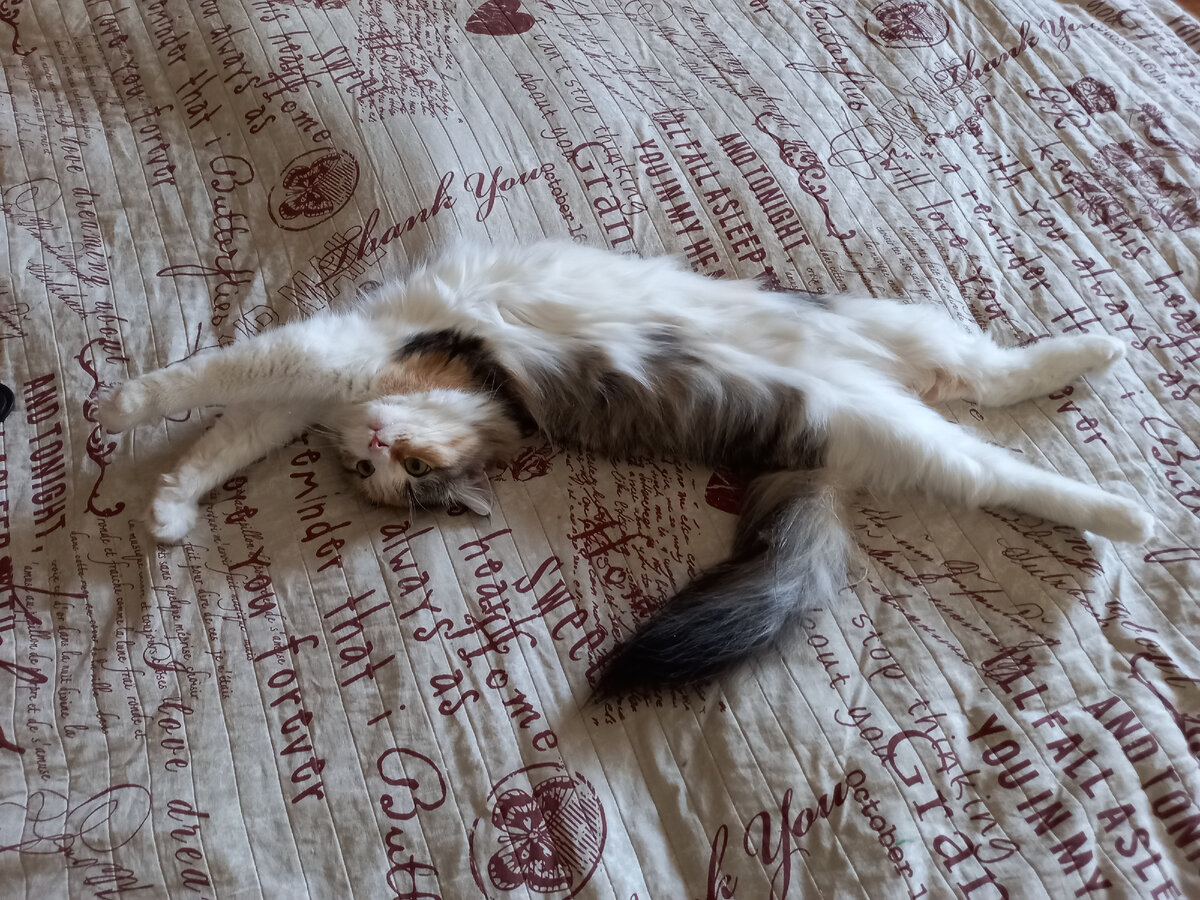 Заправленная кровать и кошке приятна! Заправлял, если что, муж😉