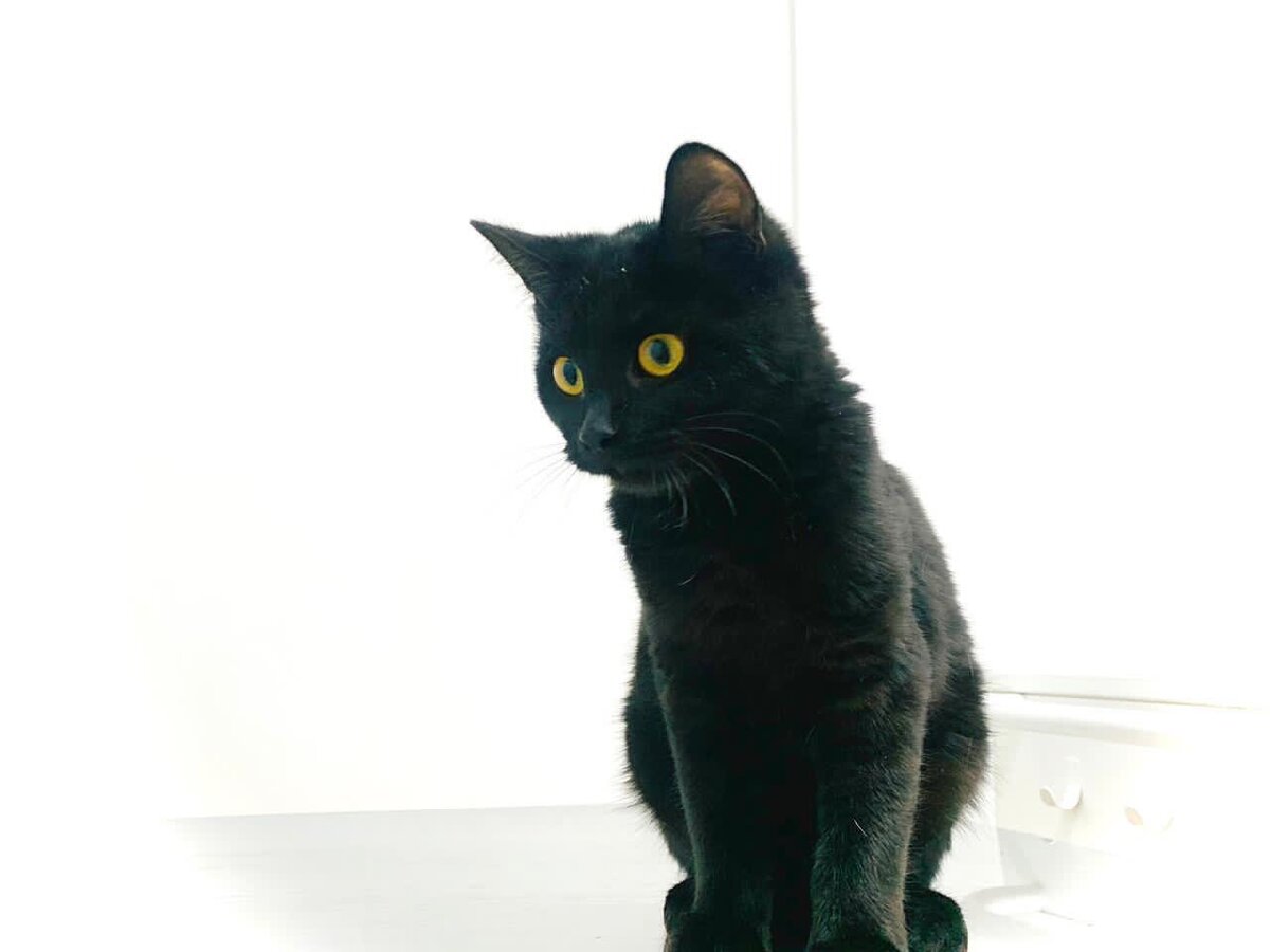 Кошка - Наоми в приюте