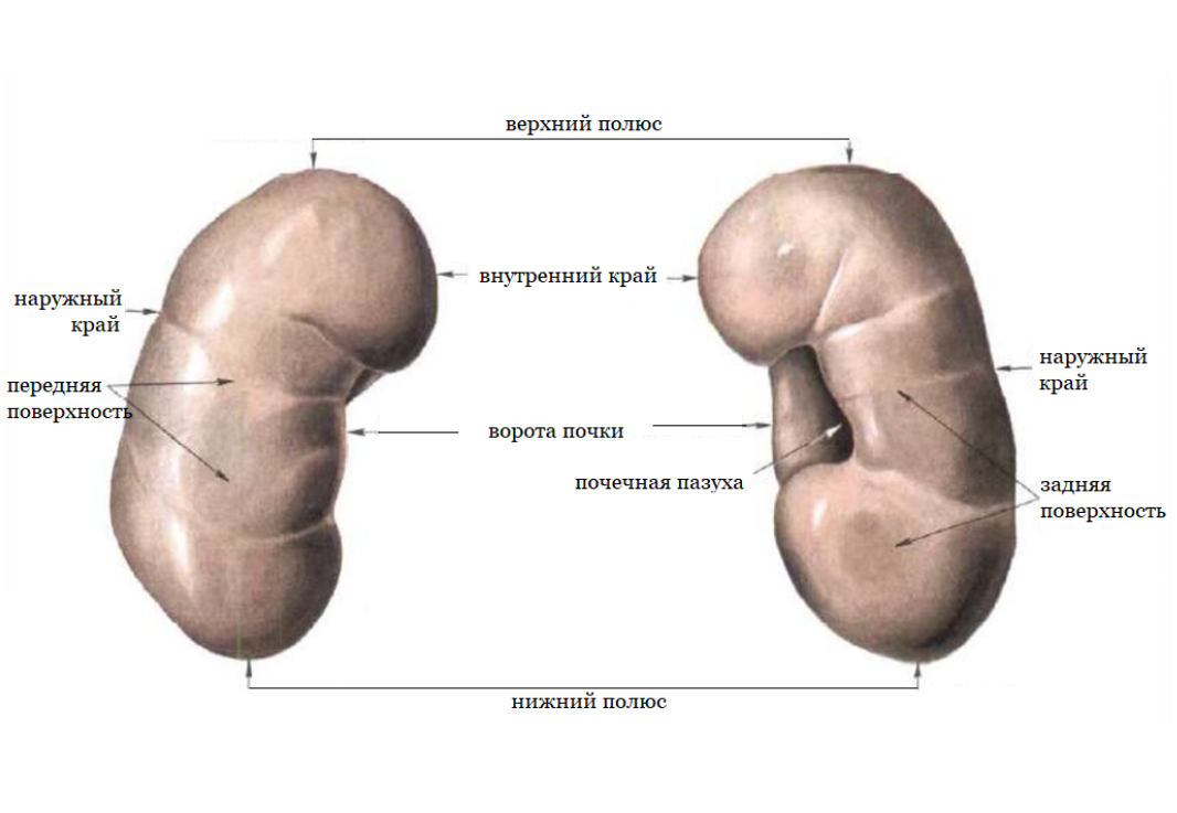 Почки внешнее строение ворота почки. Строение почки медиальный край. Строение почки задняя и передняя поверхности. Поверхности края полюса почки.