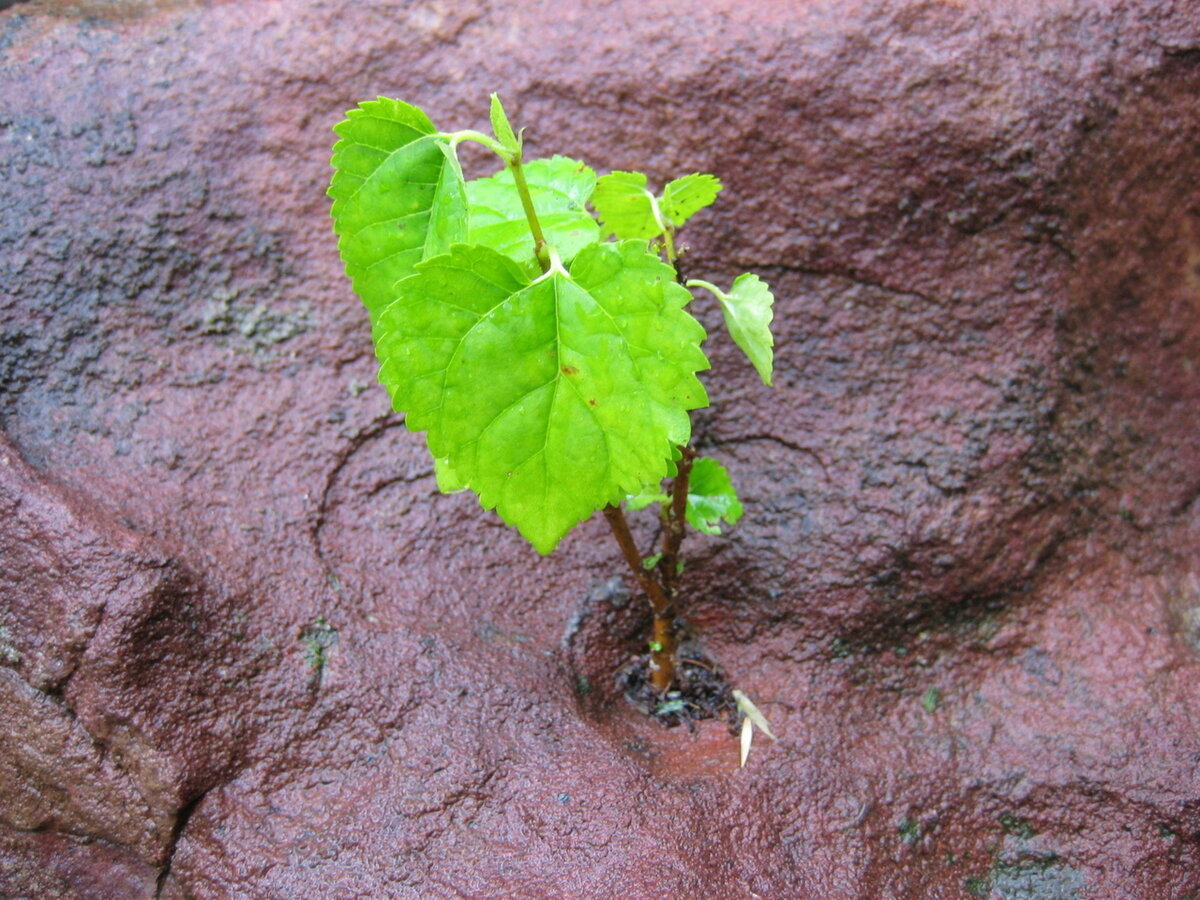 "Стремление к жизни" Бесплатное фото с https://www.freeimages.com