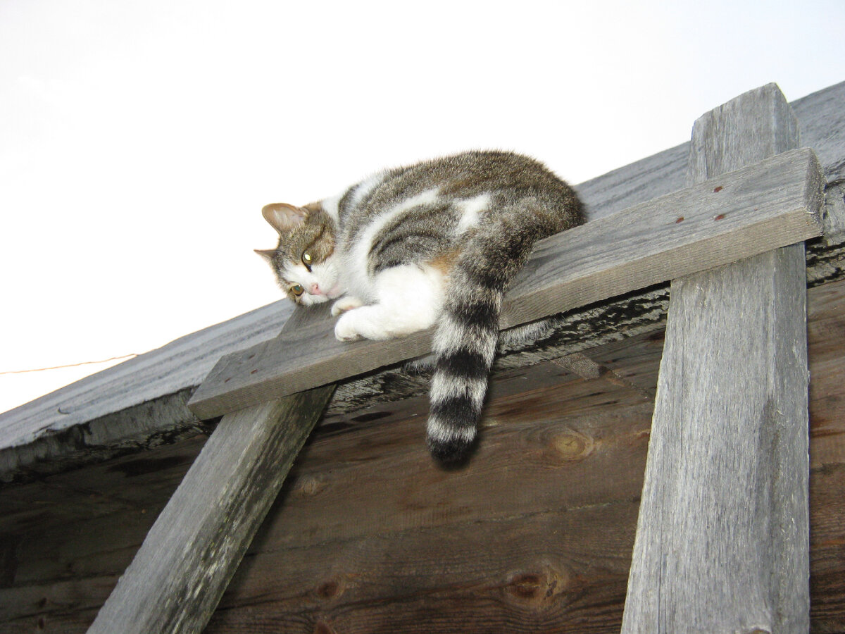 Сон на лестнице. Почему нет? Фото мое.