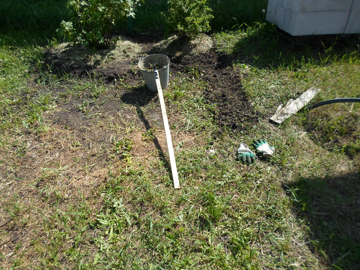 Целина с пыреем и одуванчиками