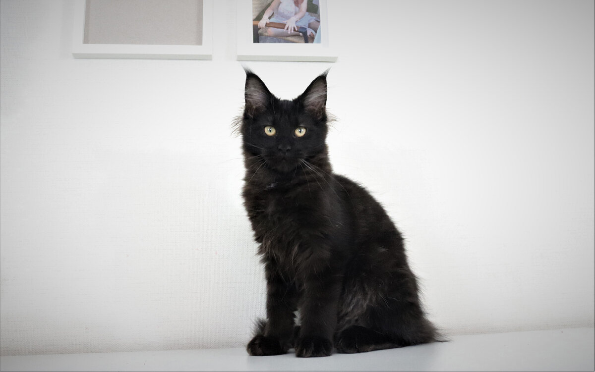 Фото из личного архива. Котенок мейн-кун 3,5 месяца