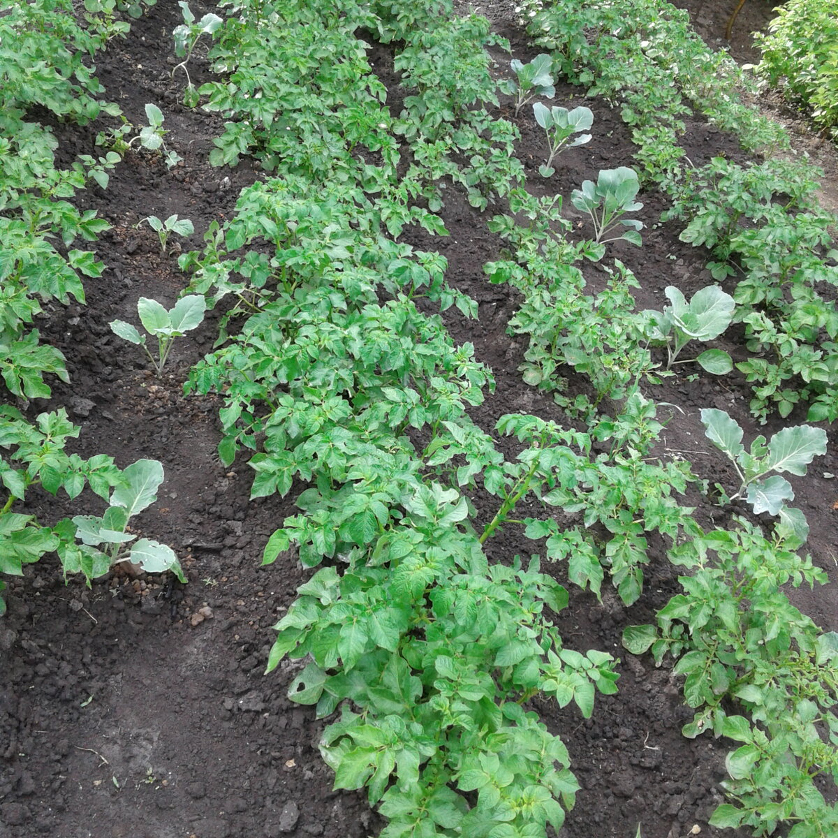 Такую посадку я делаю уже много лет