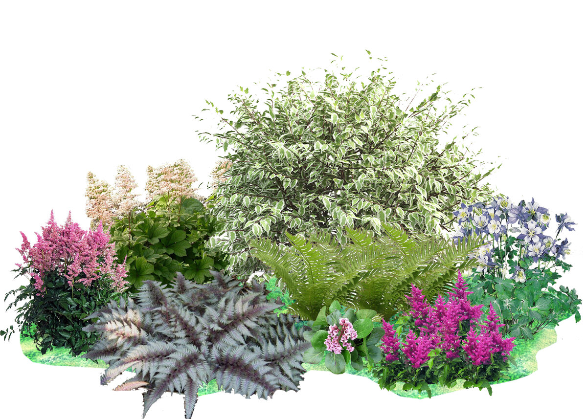 Что Посадить В Тени Кроме Хосты: Схема Клумбы | КЛУМБА | Дзен
