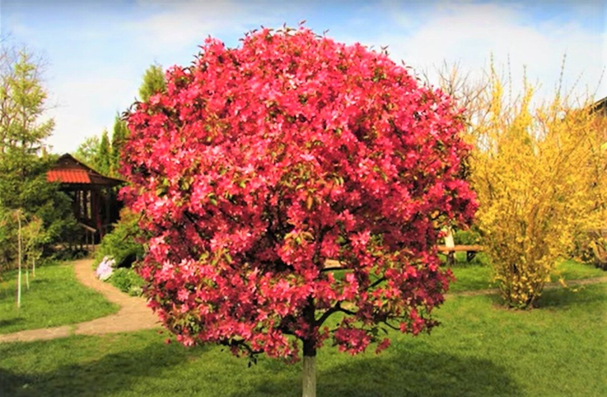  Этот скриншот я специально сделала из видео этого садовода, чтобы показать, насколько красиво за счет стрижки можно придать форму декоративной яблоне. Такой шар из кроны получится при регулярной стрижке за несколько лет.